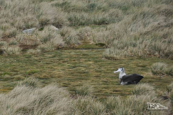 Um albatroz descansa entre um terino e outro para aprender a voar, em Prion Island, na Geórgia do Sul